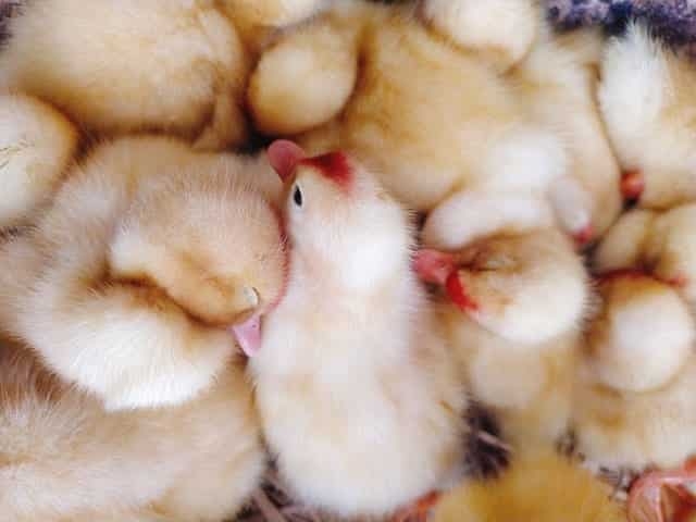 A picture describing the following title: Hatching eggs and day-old chicks